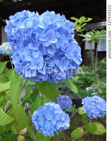 Blue hydrangea 127434122