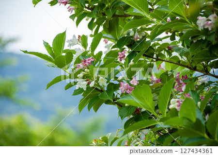 箱根溲疏花 127434361