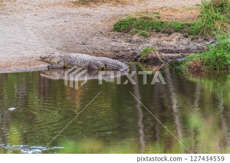 Crocodile in the Serengeti 127434559