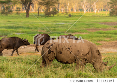 White Rhino and Buffalo 127434561