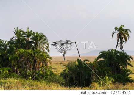 A tranquil serengeti landscape 127434565