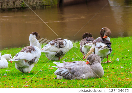 Flock of geese on a lake shore 127434675