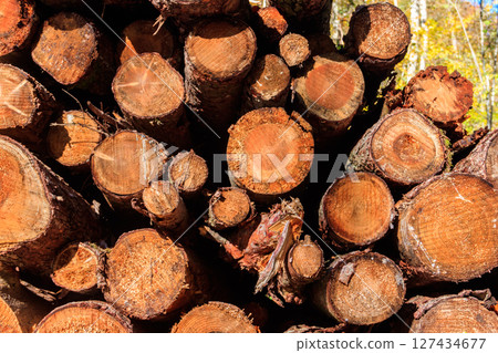 Stacked pine trunks felled by the logging timber industry 127434677