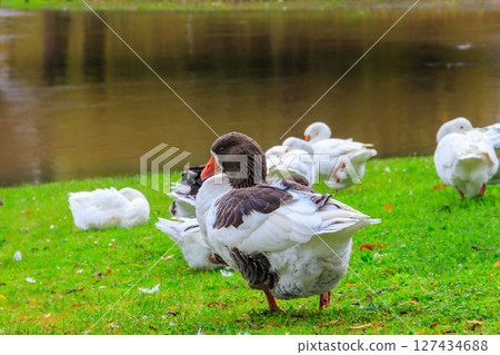 Flock of geese on a lake shore Flock of geese on a lake shore 127434688