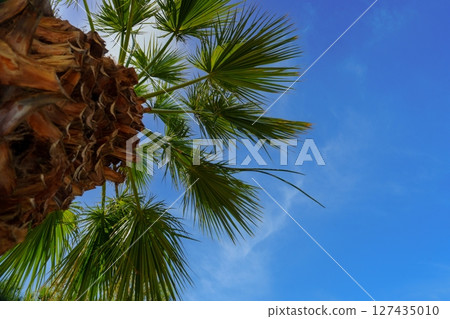 Palm Tree Canopy Against a Vibrant Blue Sky on a Sunny Day, Summer Vacation Vibe 127435010