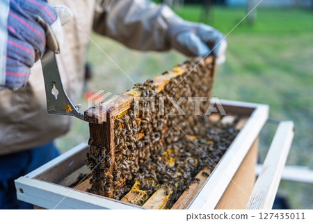 Beekeeper Inspecting Honeycomb Frames Covered in Bees for Honey Harvest in Apiary 127435011