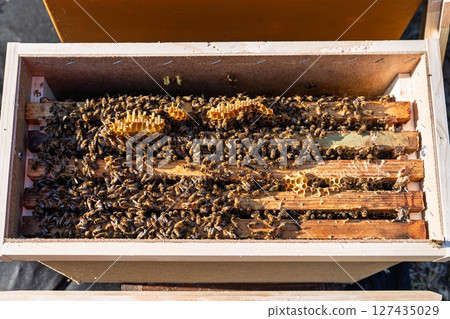 Open Beehive Top View Honeycomb Frames Filled with Bees, Apiculture and Beekeeping 127435029