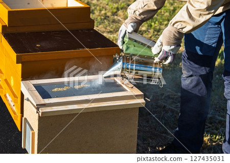 Beekeeper Using Smoker to Calm Bees in Hive for Honey Harvest in Apiary, Beekeeping Process 127435031