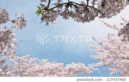 櫻花花拷貝空間 櫻花花拷貝空間 127435460