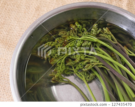 野生蕨菜 127435470