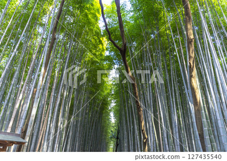 Arashiyama Bamboo Grove or Sagano Bamboo Forest, is a natural forest of bamboo in Arashiyama, landmark and popular for tourists attractions in Kyoto. Japan Arashiyama Bamboo Grove or Sagano Bamboo Forest, is a natural forest of bamboo in Arashiyama, landmark and popular for tourists attractions in Kyoto. Japan 127435540