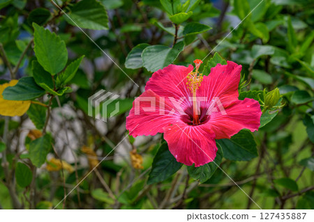 夏季，石垣島的木槿花盛開，艷麗的紅色 127435887