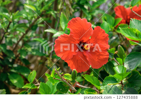夏季,石垣島的木槿花盛開,艷麗的紅色 夏季,石垣島的木槿花盛開,艷麗的紅色 127435888