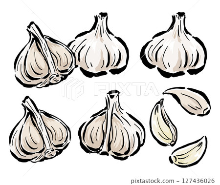 白蒜:橫切面切成兩半、一片等。手繪插圖,附筆觸 白蒜:橫切面切成兩半、一片等。手繪插圖,附筆觸 127436026