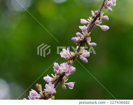 淺紫色粳花 127436082
