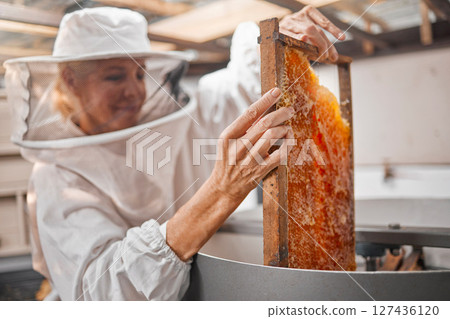Woman beekeeper, honeycomb and beekeeping, sustainability in nature at bee farm warehouse. Farming, bees and agriculture, eco friendly honey manufacturing industry and safety for lady beeswax farmer. 127436120