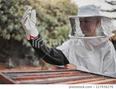 Farm, agriculture and honey with a woman beekeeper working outdoor in the countryside for sustainability. Beehive, beekeeping and product with a female farmer at work outside in natural produce Farm, agriculture and honey with a woman beekeeper working outdoor in the countryside for sustainability. Beehive, beekeeping and product with a female farmer at work outside in natural produce 127436276