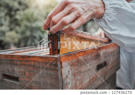 Beekeeper, honey frame and honeycomb box, bee farm and manufacturing natural product outdoor in nature. Agriculture worker, farmer and farming production, raw and bees wax, working and sustainability 127436279
