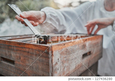 Hands, honey extraction and bee hive for organic food processing or sample in the outdoors. Closeup of beekeeper working in agriculture production for natural healthy foods with bee box extract 127436280