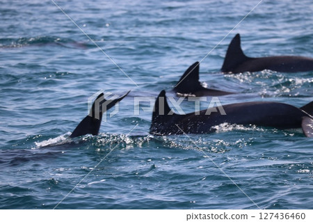 Dolphin watching in the Ariake Sea, Amakusa City, Kumamoto Prefecture Dolphin watching in the Ariake Sea, Amakusa City, Kumamoto Prefecture 127436460