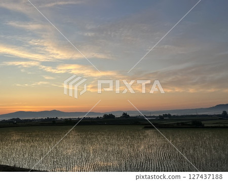 Early morning rice field 127437188