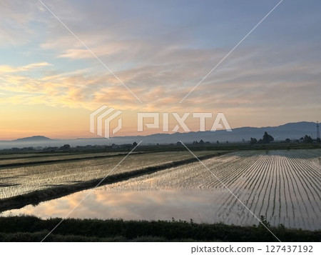 Early morning rice field 127437192