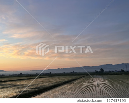 Early morning rice field Early morning rice field 127437193
