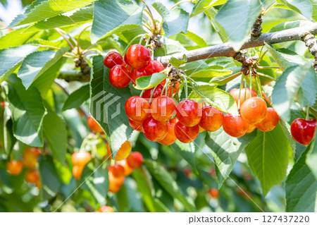 櫻桃採摘季 - 紅秀峰 - 櫻桃採摘季 - 紅秀峰 - 127437220
