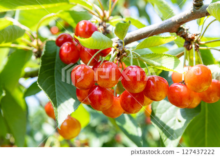 櫻桃採摘季 - 紅秀峰 - 127437222
