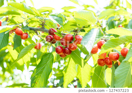 櫻桃採摘季 - 紅秀峰 - 127437223