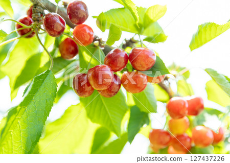 Cherries at harvest time - Benishuho - 127437226