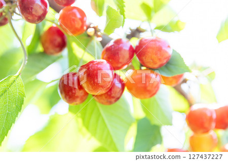 櫻桃採摘季 - 紅秀峰 - 127437227