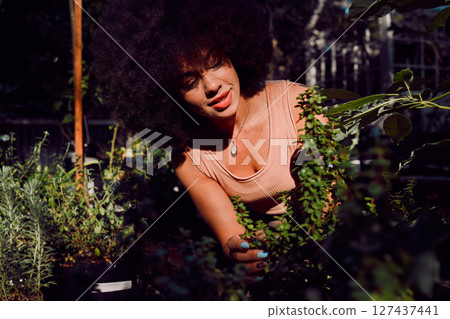 Plant shop, greenhouse and black woman working in a retail nursery to monitor growth and development. Ecology, inspection and African girl doing maintenance on leaves and plants in a natural store. Plant shop, greenhouse and black woman working in a retail nursery to monitor growth and development. Ecology, inspection and African girl doing maintenance on leaves and plants in a natural store. 127437441