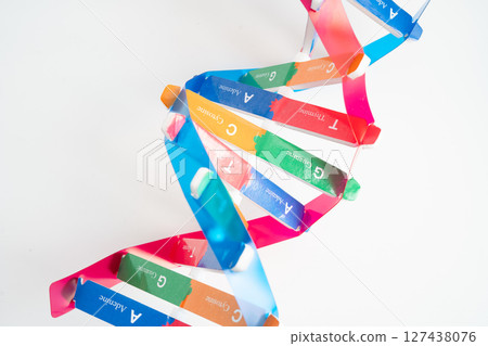 DNA or Deoxyribonucleic acid is a double helix chains structure formed by base pairs attached to a sugar phosphate backbone. 127438076