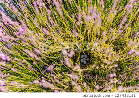 Lavender Field Nesting Bird Eggs Hidden Amongst Purple Flowers Scenic Nature Photography Close Up Lavender Field Nesting Bird Eggs Hidden Amongst Purple Flowers Scenic Nature Photography Close Up 127438131