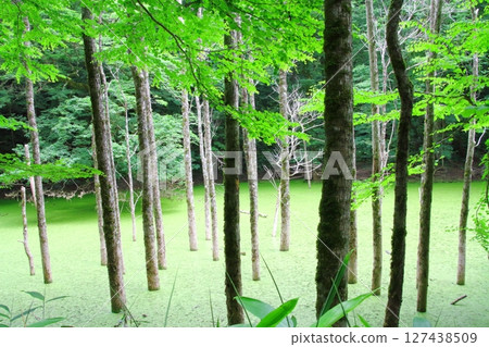 Shirakami Mountains (Nagaike Pond) 127438509
