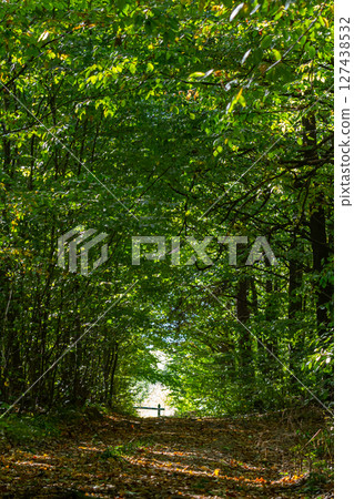 Forest path leading to a bright clearing with sunlight filtering through lush green leaves during a peaceful afternoon stroll 127438532