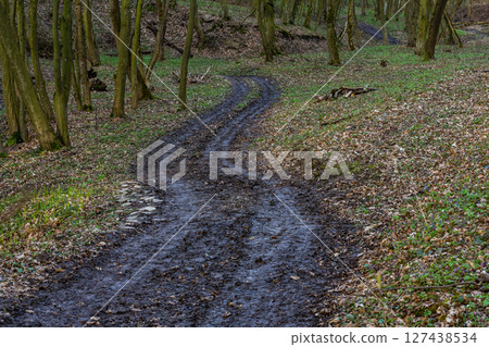 Winding muddy path through a tranquil forest area during early spring showcasing soft green grass and bare trees 127438534