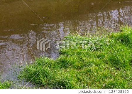 fresh green sprouts growth in a water, spring flood scene fresh green sprouts growth in a water, spring flood scene 127438535