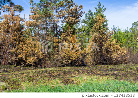 Landscape showing burned trees with signs of regrowth after a wildfire in a forested area during springtime Landscape showing burned trees with signs of regrowth after a wildfire in a forested area during springtime 127438538