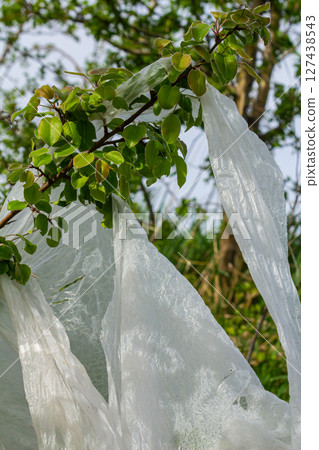 Plastic waste entangled on a tree branch in a natural setting during a sunny day Plastic waste entangled on a tree branch in a natural setting during a sunny day 127438543