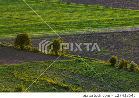 Expansive green fields with trees and contrasting soil during golden hour in rural landscape Expansive green fields with trees and contrasting soil during golden hour in rural landscape 127438545
