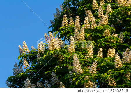 Aesculus hippocastanum is a large tree. Its inflorescences are a source of nectar for bees and insects, and are used as an ingredient in traditional medicine Aesculus hippocastanum is a large tree. Its inflorescences are a source of nectar for bees and insects, and are used as an ingredient in traditional medicine 127438546