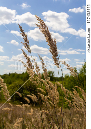Inflorescence of wood small-reed Calamagrostis epigejos on a meadow Inflorescence of wood small-reed Calamagrostis epigejos on a meadow 127438553