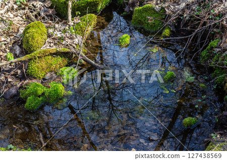 Serene forest pond reflecting trees and mossy stones during spring in a tranquil natural setting Serene forest pond reflecting trees and mossy stones during spring in a tranquil natural setting 127438569