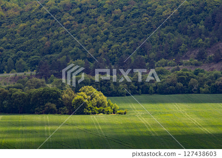 Lush green valley surrounded by dense forest under a clear sky during daylight hours in a tranquil outdoor setting 127438603