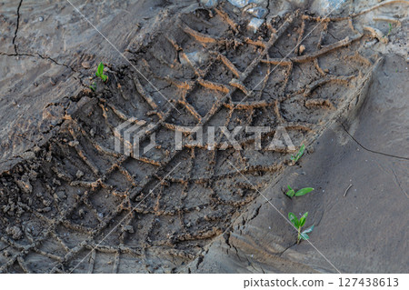 Tire tracks mark the earth in a muddy field showcasing nature's resilience as new plants emerge amidst the imprints left behind Tire tracks mark the earth in a muddy field showcasing nature's resilience as new plants emerge amidst the imprints left behind 127438613