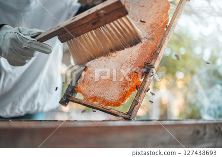 Honeycomb, brush and beekeeper hands at farm for hive inspection outdoors. Food, safety or worker in suit for protection brushing beehive frame to harvest healthy, delicious and fresh organic honey Honeycomb, brush and beekeeper hands at farm for hive inspection outdoors. Food, safety or worker in suit for protection brushing beehive frame to harvest healthy, delicious and fresh organic honey 127438693