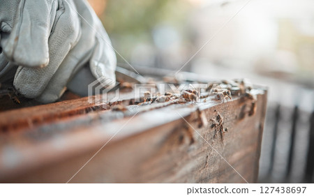 Closeup, wood and carpenter hand for design, carving or diy in furniture, art or production. Woodwork zoom, carpentry and professional craftsman with tools, focus and workshop for renovation industry Closeup, wood and carpenter hand for design, carving or diy in furniture, art or production. Woodwork zoom, carpentry and professional craftsman with tools, focus and workshop for renovation industry 127438697