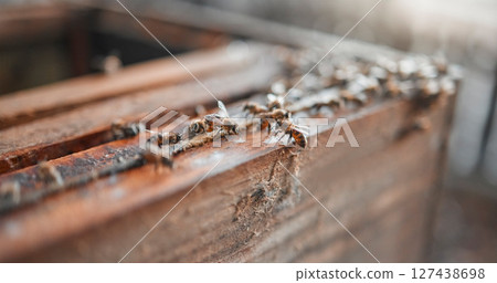 Bees, wood and insects for honey production on a sustainable, agriculture and eco friendly farm. Process, farming and bugs ready to produce or harvest organic, raw and healthy honeycomb in a box. 127438698